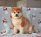 Rozko�n� �t�n� Shiba Inu
