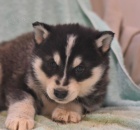 Rodinn� zvednut� sibi�sk� husky �t���tka