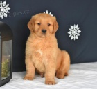 Sladk� zlat� retr�vr �t��ata