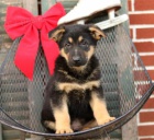 Pohledn� �t���tka n�meck�ho ov��ka