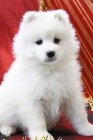��astn� �t���tka Samoyed
