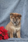 ��astn� �t��ata Shiba Inu