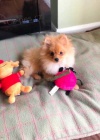Rozko�n� Pomeranian Puppy Girl!