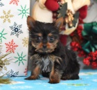 kr�sn� Jork��rsk� teri�r �t��at p�ipraveny na nov� domovy