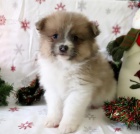 rodina zvedla pomeransk� �t���tka pro milovn�ky zv��at