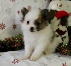 rodina zvedla pomeransk� �t���tka pro milovn�ky zv��at