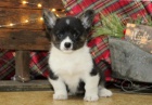 miluj�c� welsh corgi (Pembroke) �t���tka na V�noce