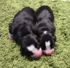 Entlebu�sk� sala�nick� pes