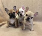 Kvalitn� AKC Francouzsk� buldo�ek Puppy zdarma!