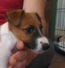 Foxteri�r hladkosrst� - �t��ata