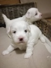 Prod�m �t��ata Coton de Tulear