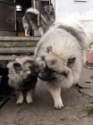 N�meck� �pic vl�� / Keeshond