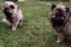 N�meck� �pic vl�� / Keeshond