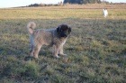 Kavkazsk� pasteveck� pes