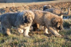 Kavkazsk� pasteveck� pes