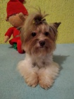 Yorkshire terrier, jork��rsk� teri�r
