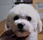 Bi�onek - Bichon Fris�