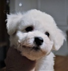 Bi�onek - Bichon Fris�