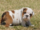 Anglick� Bulldog �t��ata s PP,