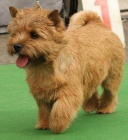 Norwich teri�r - �t�n�tka  