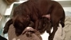 Labrador retriever - �t���tka s PP