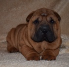 �arpej, shar-pei  �t���tka s PP