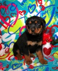 hezk� rottweilers