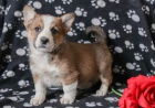 vesel� �elmy welsh corgi