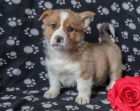 vesel� �elmy welsh corgi