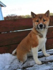 aktivn� �t��ata shiba inu