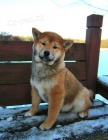 aktivn� �t��ata shiba inu