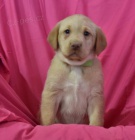 Milovn�ci �t��at Labrador Retriever