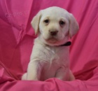 Milovn�ci �t��at Labrador Retriever