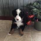 Kr�sn� Bernsk� sala�nick� pes