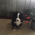 Kr�sn� Bernsk� sala�nick� pes