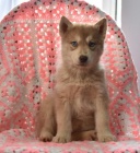 Kr�sn� sibi�sk� husky �t��ata