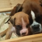 N�meck� boxer - �t��ata