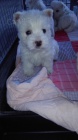 West Highland White Terier-West�k