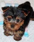 mu�i a �eny Yorkie toy terrier �t��ata