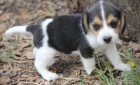 Beagle �t��ata jsou k dispozici