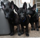 N�meck� ov��k - �t��ata