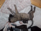 Whippet/Vipet s PP Zad�m posledn�ho pejska vrhu B