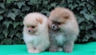 Nemecky Spic �t��ata/Pomeranian