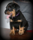 Francouzsk� ov��k - beauceron