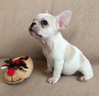 Francouzsk� buldo�ek na prodej bez PP