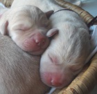 Labradorsk� retriever �lut� �t��ata s PP