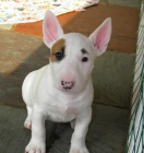 Prod�m Mini Bulteri�ra Stenata