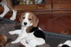 B�gl (beagle) - kr�sn� �t���tka