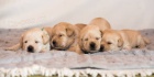 Labrador retriever �lut� s PP(pejsci i fenky)