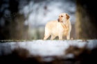 Labrador retriever �lut� s PP(pejsci i fenky)